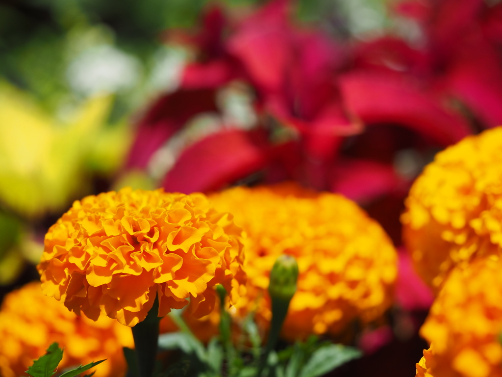 マリーゴールド