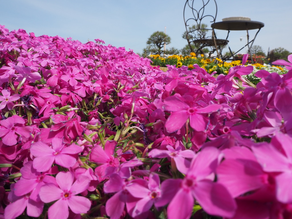 芝桜の丘