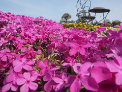 芝桜の丘