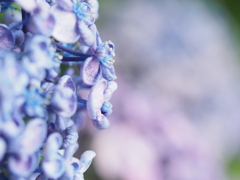 紫陽花