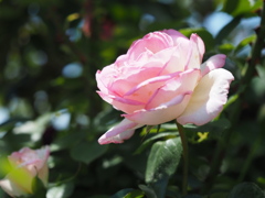 プリンセスドゥモナコ