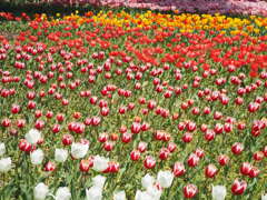 一面のチューリップ