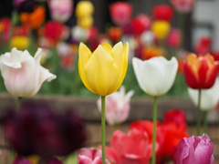 黄チューリップ