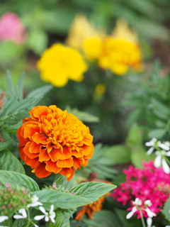 花壇の中で