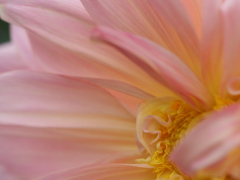 フェアウェイパイロット