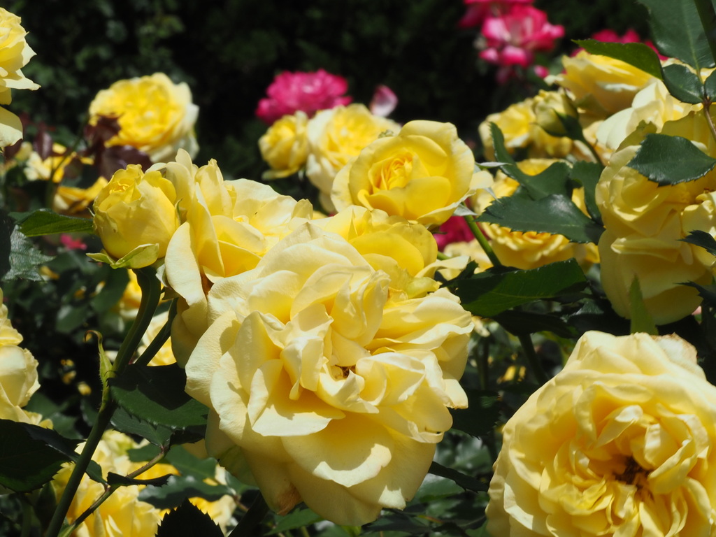 サンライト　ロマンティカ