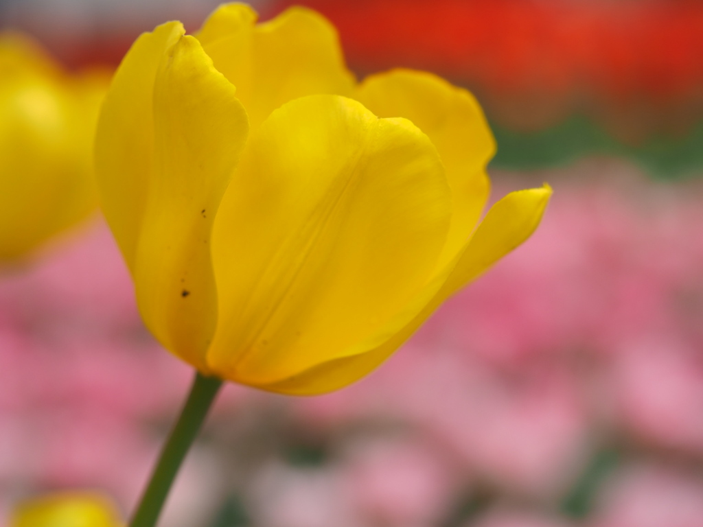 黄色いチューリップ