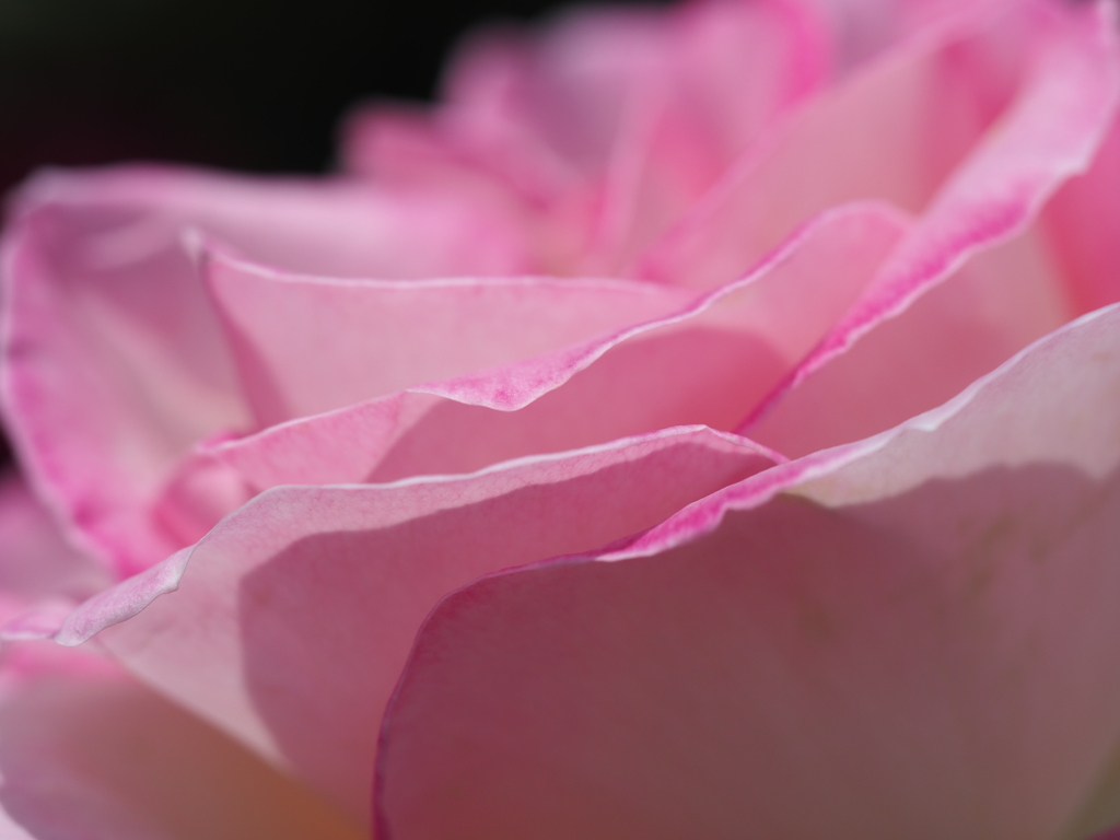 プリンセス　ドゥ　モナコ