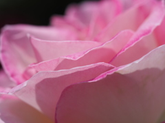 プリンセス　ドゥ　モナコ