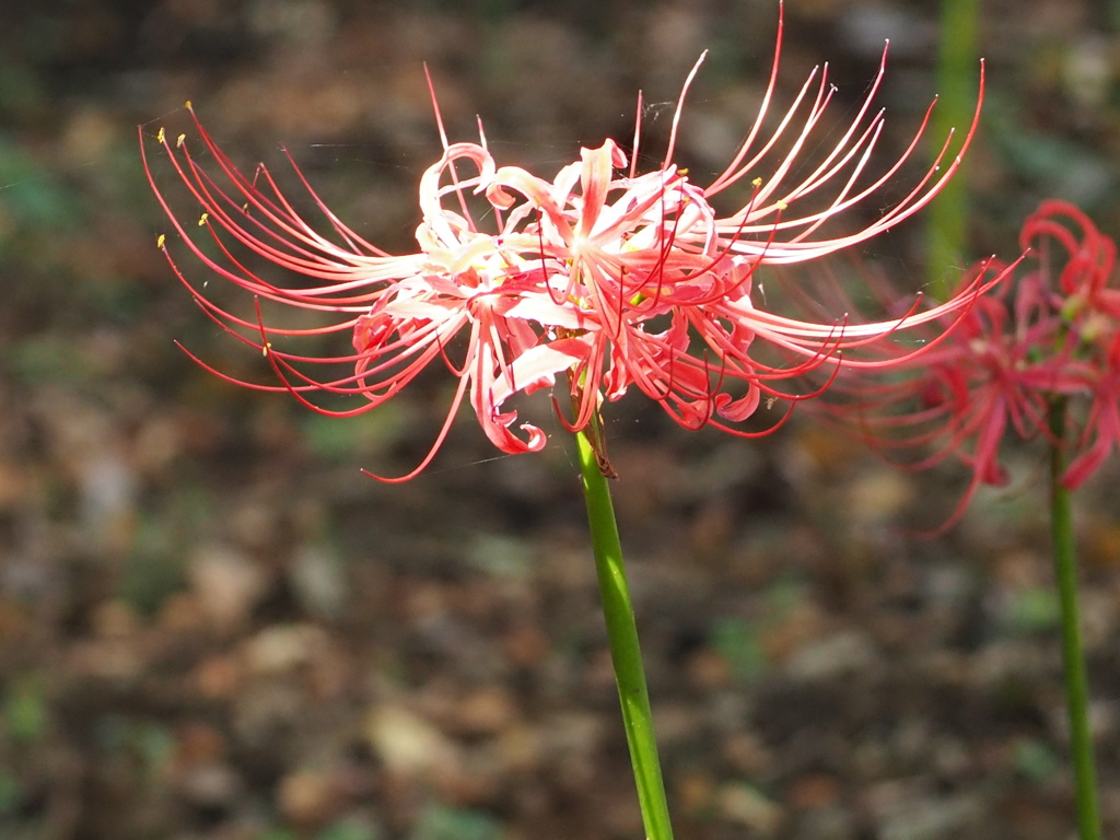 秋の日を浴びた彼岸花