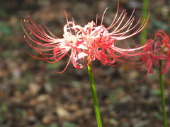 秋の日を浴びた彼岸花