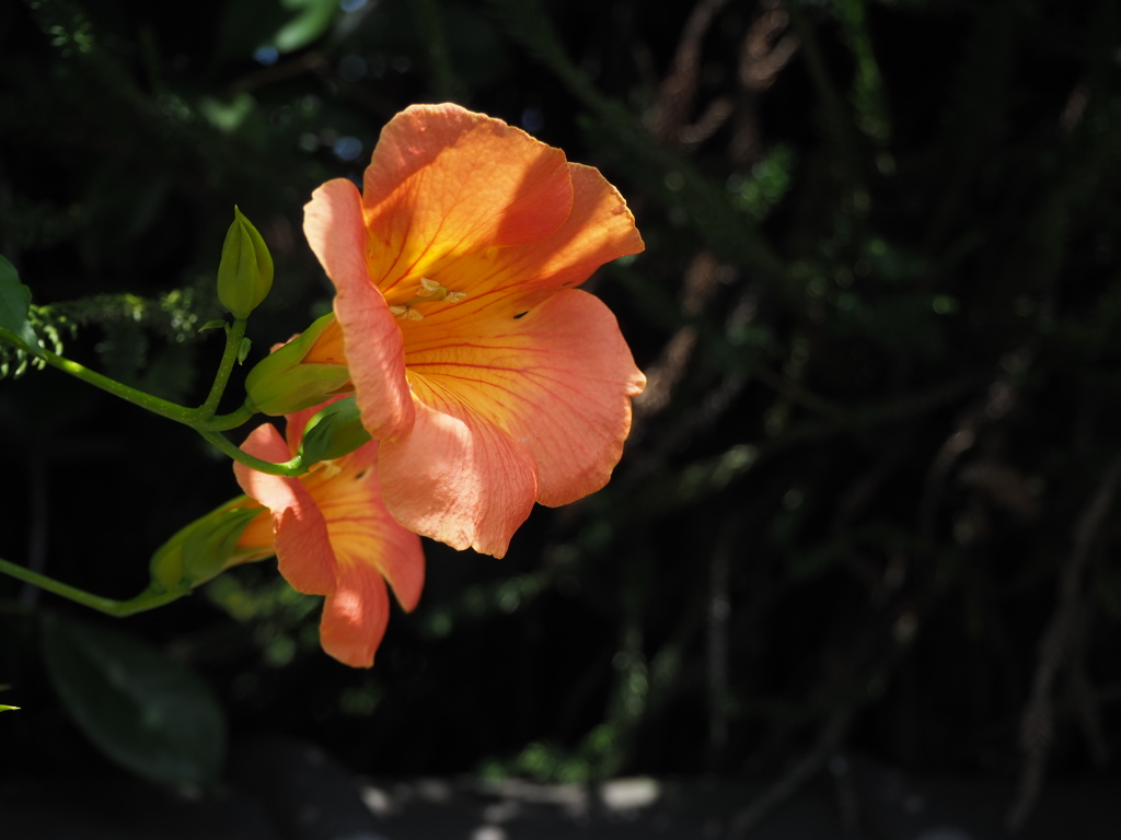 ノウゼンカズラ