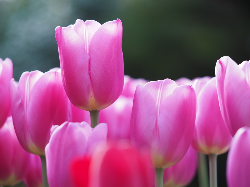 アイスチューリップ