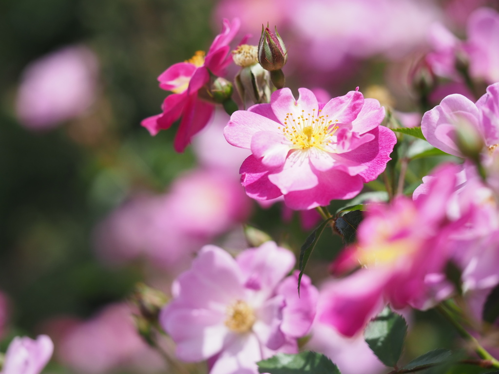 ラベンダードリーム