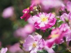 ラベンダードリーム