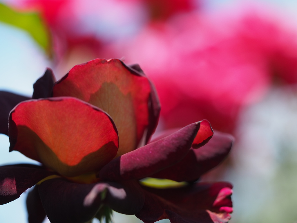 ブラックゴールド