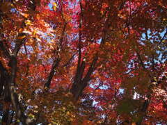 紅葉
