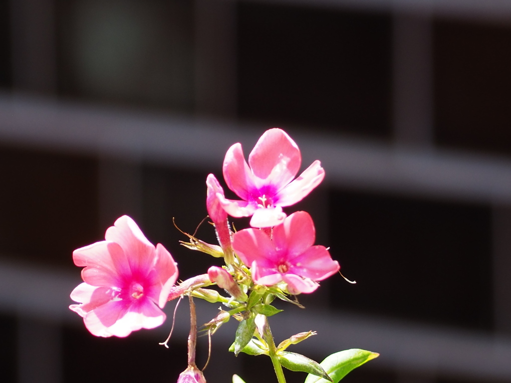 小さき花、街角で