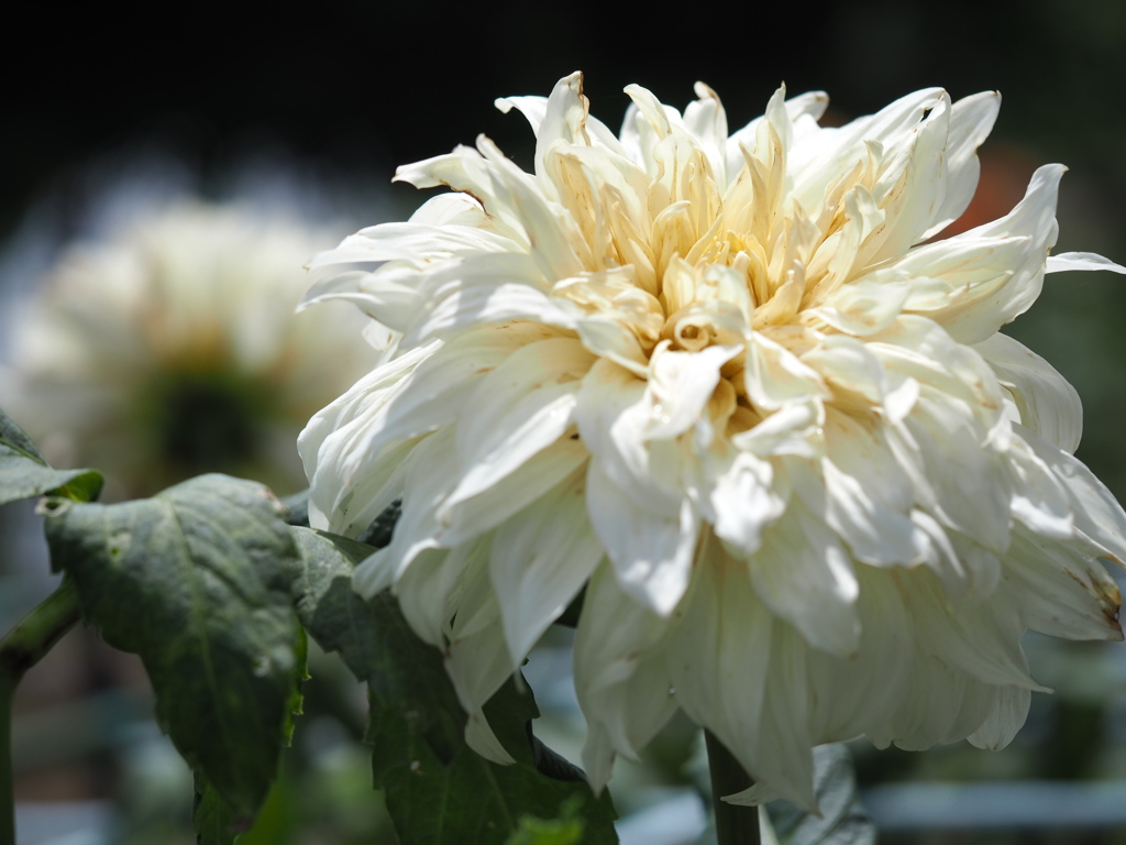 ショーンホワイト