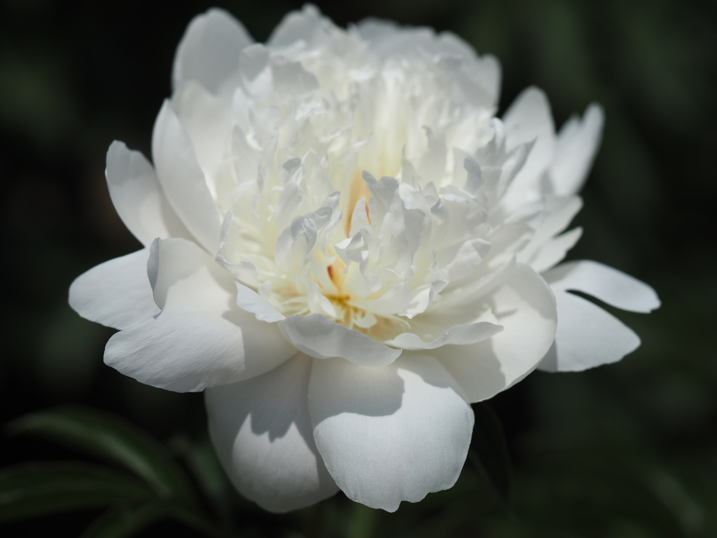 ショウトウコウ