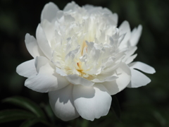 ショウトウコウ