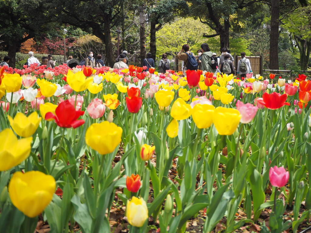 チューリップ畑