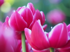 アイスチューリップ