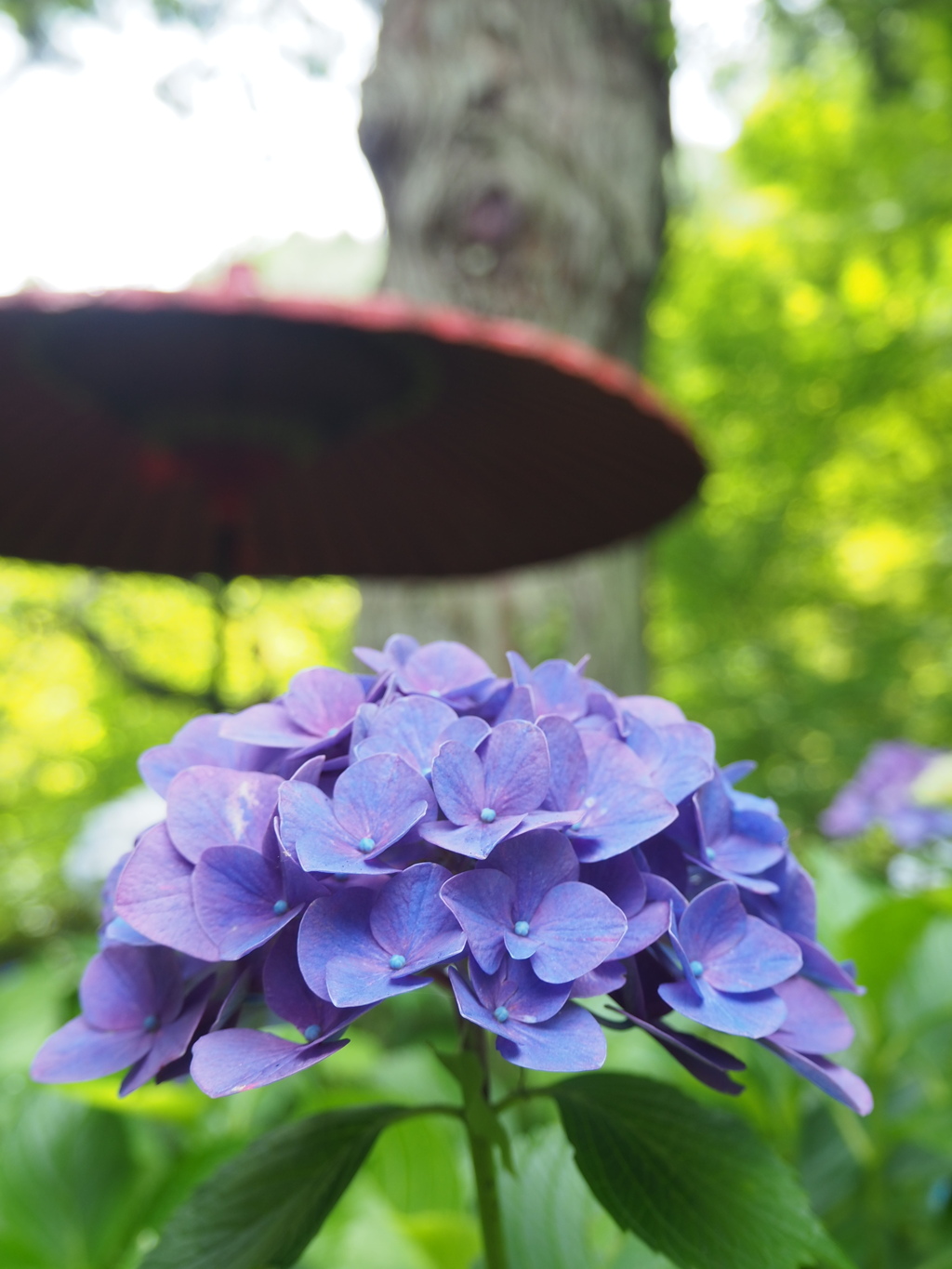 紫陽花