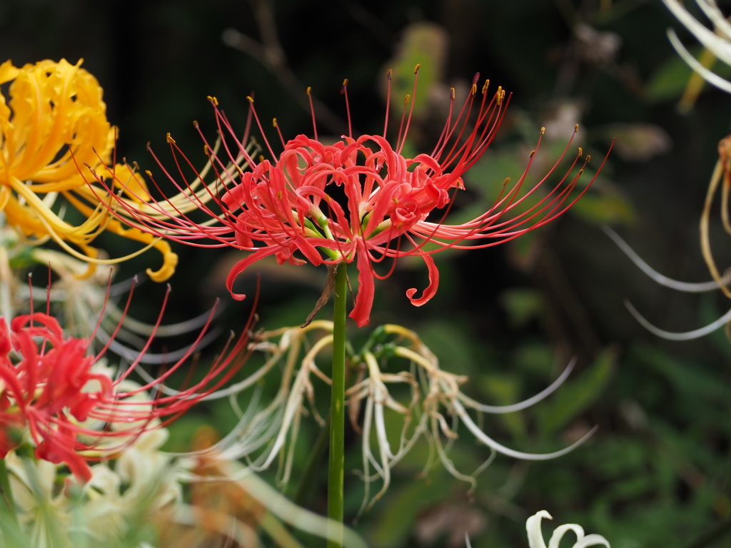 スポットライト