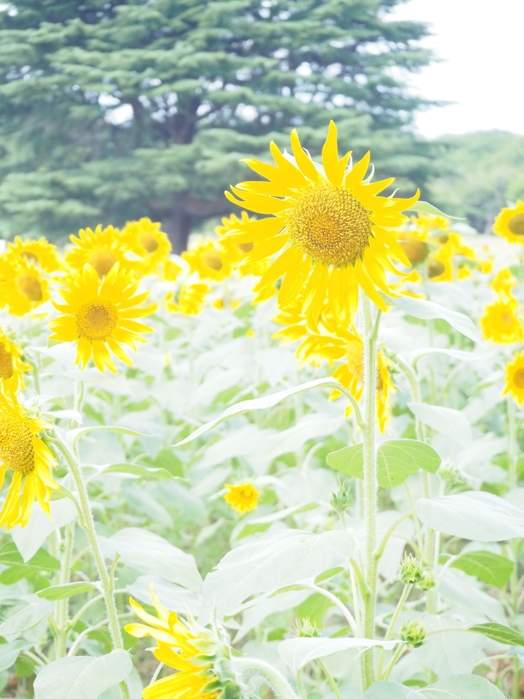 夏の日差しは強烈です