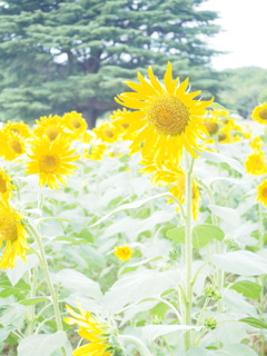 夏の日差しは強烈です