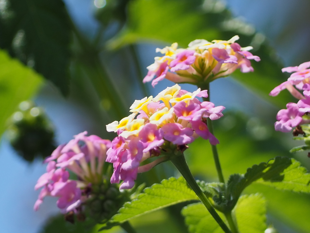 夏の日を浴びて
