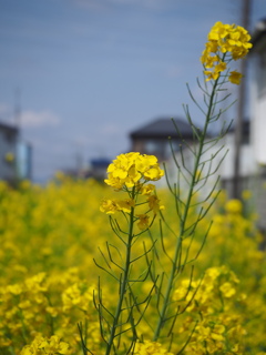 散歩道で見つけた春色