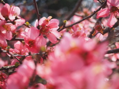 ピンクレディー