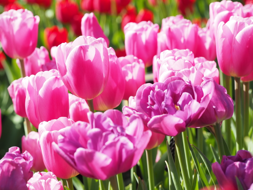 アイスチューリップ