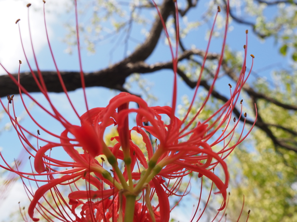 彼岸花