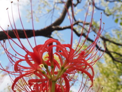 彼岸花