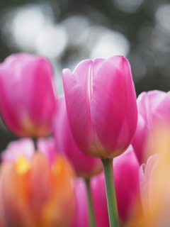 アイスチューリップ