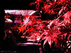 散策中の紅葉