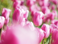 ピンクツイスト