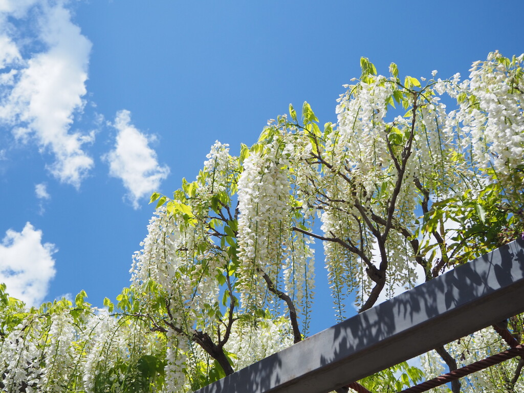 白い藤と夏のような空