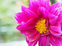 パープルプラネット