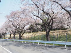 春を感じる並木通り