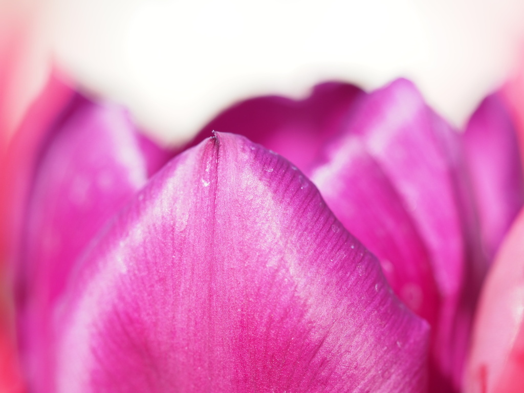 ピンクツイスト