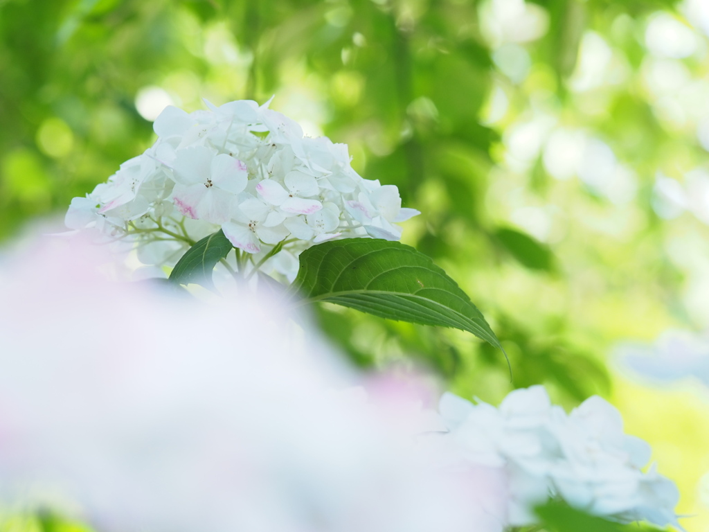 梅雨の合間のアジサイ
