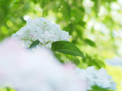 梅雨の合間のアジサイ