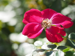 赤いバラ