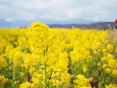 菜の花