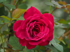 赤いバラ