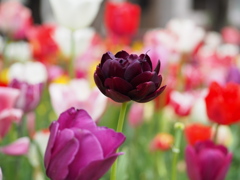 チューリップが満開です